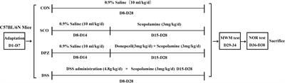 Danggui-Shaoyao-San Attenuates Cognitive Impairment via the Microbiota–Gut–Brain Axis With Regulation of Lipid Metabolism in Scopolamine-Induced Amnesia